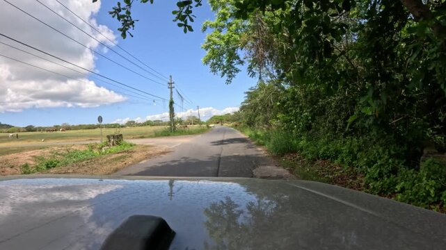 POV Driving Past Horses Grazing Beside a Rural Road in Vieques, Puerto Rico