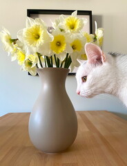 White cat beside a vase of daffodils © Elena
