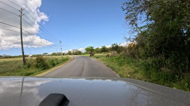 POV Driving Along a Country Road Surrounded by Horses in Vieques, Puerto Rico