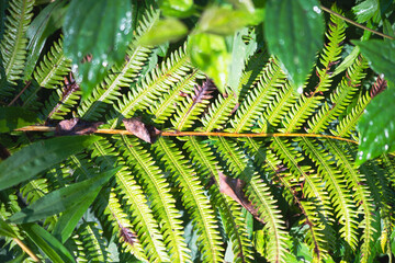 Morning dew wet fern autumn saturated backdrop image, copy space selective focus authentic natural foliage background © Stock fresh 