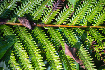Morning dew wet fern autumn saturated backdrop image, copy space selective focus authentic natural foliage background © Stock fresh 