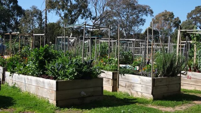 Raised wooden garden beds or individual plots filled with vegetables, herbs, and climbing trellises in a community garden&nbsp;run by local groups in Yarraville. Melbourne, Victoria, Australia.
