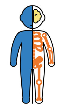 Stylized human character split vertically to reveal a solid body shell and an abstract internal skeleton on a white background. Human anatomy and biology concept