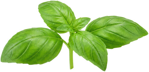 Fresh green basil sprig on black background. © Basiron