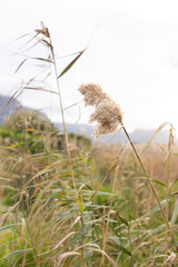 Obraz premium Tan pampas-style seed head is leaning gently right in wetland meadow, reeds and hills are blurring