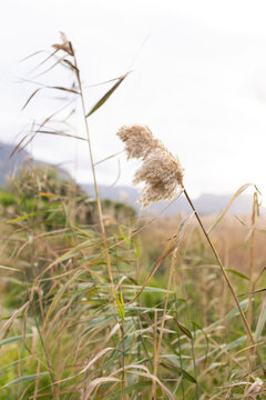 Tan pampas-style seed head is leaning gently right in wetland meadow, reeds and hills are blurring