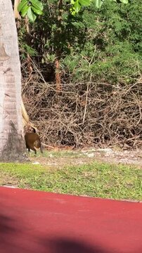 Vertical video of Central American agouti running on lush green grass and red walking path.