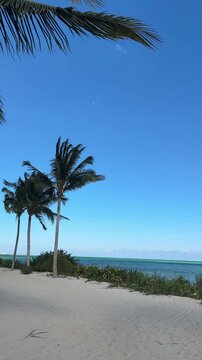 Vertical Video of Palm Trees swaying in the breeze and camera panning over to crystal blue waters in tropical vacation destination Cancun Mexico.