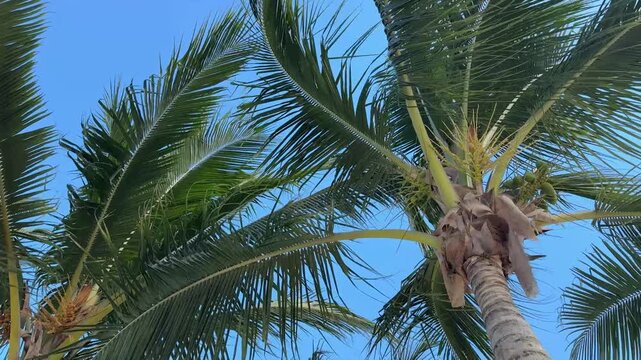 Palm Trees swaying in the breeze in tropical vacation destination Cancun Mexico.