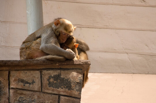 Bonnet Macaque Mother and Baby Showing Affection in Natural Habitat
