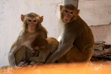 Bonnet macaque family showing affection and bonding in natural habitat © Rima