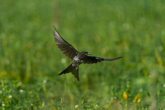 Close-up flight shot of a Black Drongo in midair, showcasing its sleek black plumage, outstretched wings, and graceful movement in its natural habitat.