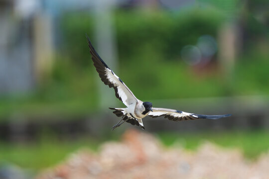 Close-up flight shot of a River Lapwing in midair, showcasing its distinctive black-and-white plumage, broad wings, and graceful movement above a river habitat