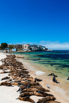 view of Cannery Row, California with sea lions on beach