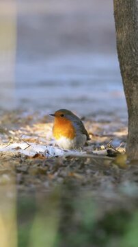 Close up portrait of a cute wild European robin bird standing on the ground among dry leaves and winter snow.