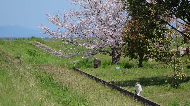 桜咲く公園で春を楽しむキジ白猫