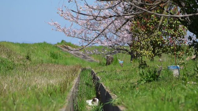 桜咲く公園で春を楽しむキジ白猫