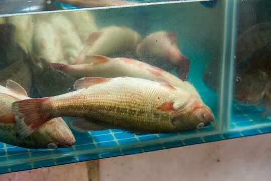 Close-up of a sea bass floating on its belly in a fish tank