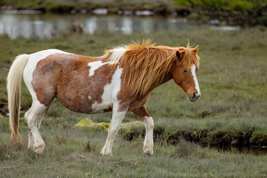 "Wild In Chincoteague"