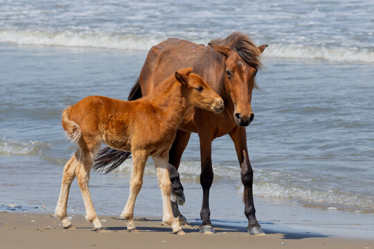 "Wild On The Beach"