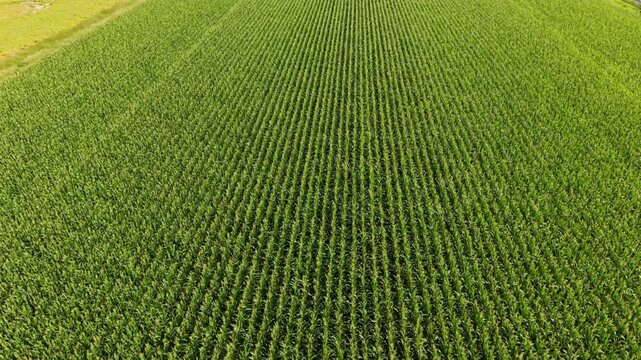 Aerial perspective of vibrant cornfield with neatly arranged rows of corn plants, highlighting the agricultural landscape and farming techniques in a rural setting