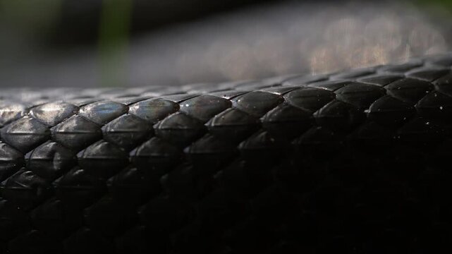 Slithering snake close up. Black snake crawling. Snakes in motion. Creeping reptile.
