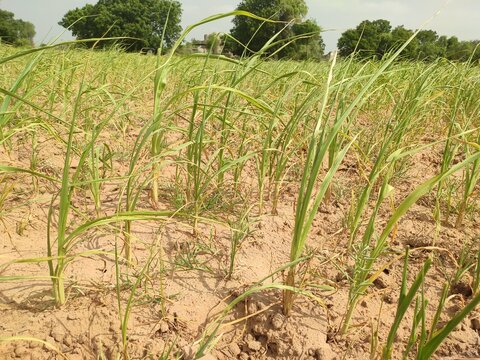 thirsty Moong crop field couse lack of rain in Rajasthan, India