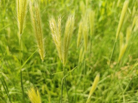 wild foxtail barley grass (Hordeum, Setaria species) flowers