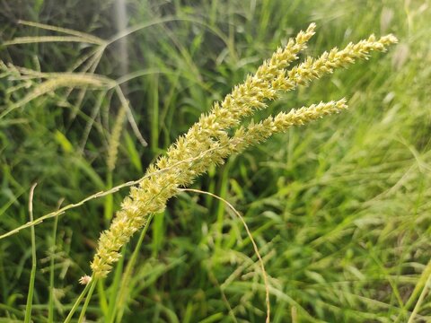 Setaria verticillata (Bristly foxtail) thorny flowers, hooked Bristlegrass flowers, close up view