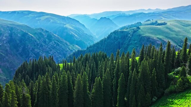 Aerial view of dense pine forest and distant mountain ranges in Xinjiang, China.