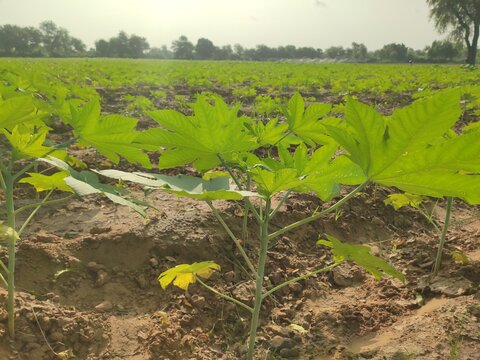 Ricinus communis (castor bean) crop young field with sunlight