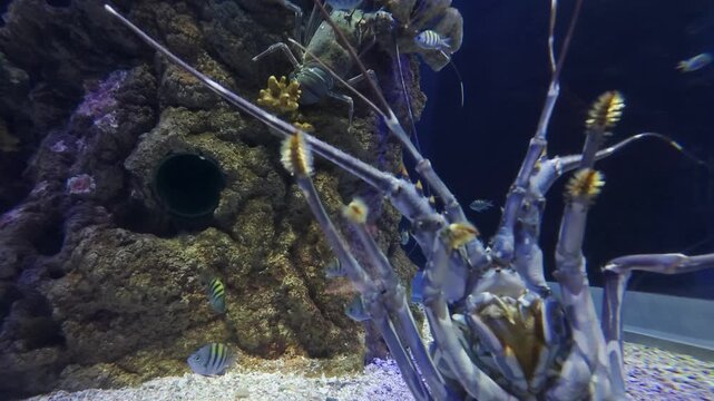 Close-up underwater video of a spiny lobster moving near the glass of an aquarium, showcasing its detailed legs, long antennae, segmented body and textured exoskeleton.