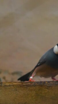 Java Sparrow perched on a wooden branch, close-up portrait of a small exotic songbird.