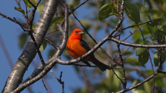 Male Scarlet Tanager Perched on a Leafy Tree Branch