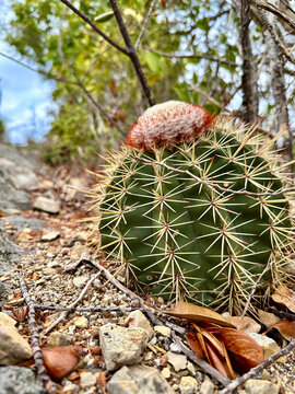 Turk's Cap Cactus with Cephalium in Rocky Terrain