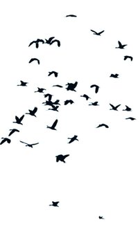 Flock of birds flying in the sky, silhouettes of wild birds soaring in bright daylight