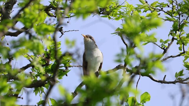 Yellow-Billed Cuckoo Perched Among Fresh Spring Foliage