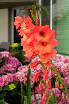 Gladiolus (Gladiolus hybridus) flower spike showcases vibrant coral-orange blooms opening sequentially along a tall stem in a lush garden setting, San Diego, California