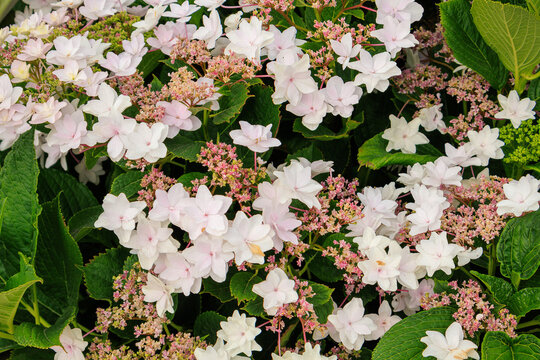 Vibrant bush of lacecap hydrangeas featuring dense clusters of delicate, double-petal pale pink and white sterile flowers, San Diego, California