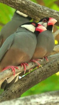 Two Java Sparrows perched together on a tree branch in a natural habitat.