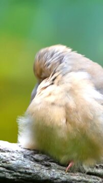 Close up of a small zebra finch bird resting on a tree branch in nature