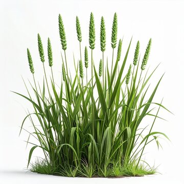 Goosegrass Eleusine indica Resistant Weed