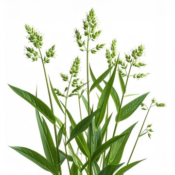 Large Crabgrass Digitaria sanguinalis Resistant