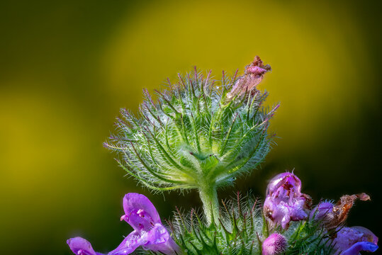 Backlit wildflower calyx covered in silky hairs and dew, mint family macro with purple blooms, Bulgaria