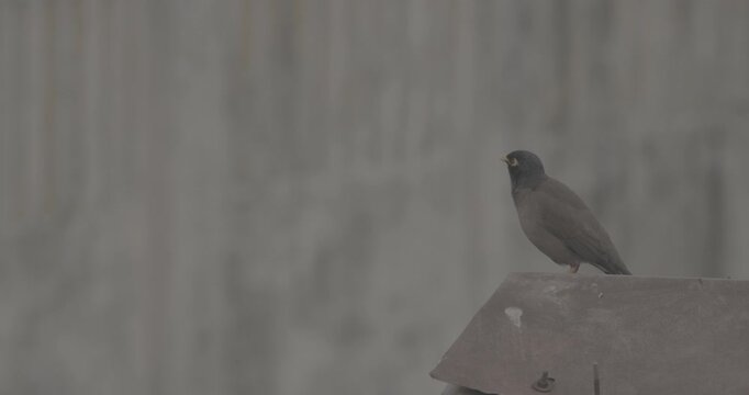 Myna bird perched on a rooftop with blurred urban backdrop, city wildlife scene, bird watching concept