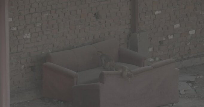 Agra, Uttar Pradesh, India. Ungraded C LOG 2, Little Young Monkeys Jump And Fight On Old Sofa In Slow Motion. Animal Life In Urban Environment. Animals Live Next To People. Bonnet Macaque - Macaca