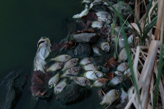 Dead fish line trash-littered shoreline of stagnant Kansas lake following extreme summer heat, severe drought, oxygen depletion, low water levels
