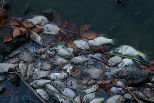 Dead fish line trash-littered shoreline of stagnant Kansas lake following extreme summer heat, severe drought, oxygen depletion, low water levels