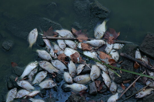 Dead fish line trash-littered shoreline of stagnant Kansas lake following extreme summer heat, severe drought, oxygen depletion, low water levels