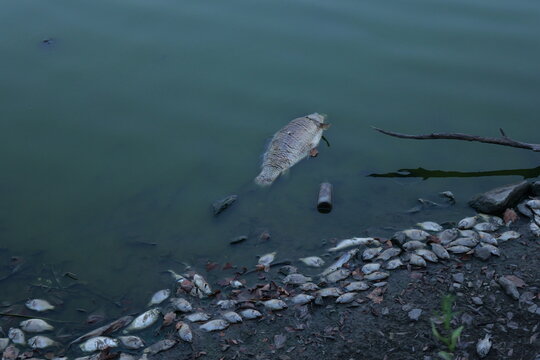 Dead fish line trash-littered shoreline of stagnant Kansas lake following extreme summer heat, severe drought, oxygen depletion, low water levels